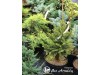 Eglė paprastoji ,Podzamcze' (lot. Picea abies)