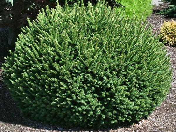 Eglė paprastoji ,Pumila' (lot. Picea abies) Eglė paprastoji ,Pumila' (lot. Picea abies)