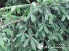 Eglė paprastoji ,Rothenhaus' (lot. Picea abies) Eglė paprastoji ,Rothenhaus' (lot. Picea abies)