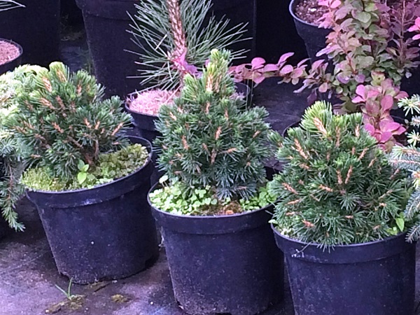 Eglė paprastoji ,Tompa' (lot. Picea abies) Eglė paprastoji ,Tompa' (lot. Picea abies)