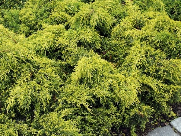 Kadagys tarpinis ,Gold Star' (lot. Juniperus x pfitzeriana) Kadagys tarpinis ,Gold Star' (lot. Juniperus x pfitzeriana)