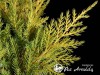 Kadagys tarpinis ,Gold Star' (lot. Juniperus x pfitzeriana)