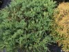 Kadagys padrikasis ,Andora Compacta' (lot. Juniperus horizontalis)
