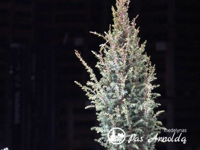 Kadagys paprastasis ,Arnold' (lot. Juniperus communis)