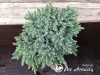 Kadagys žvynuotasis ,Blue Star' (lot. Juniperus squamata)