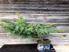 Kadagys žvynuotasis ,Blue Swede' (lot. Juniperus squamata) -c10