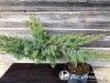 Kadagys žvynuotasis ,Blue Swede' (lot. Juniperus squamata) -c10