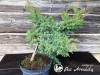 Kadagys žvynuotasis ,Blue Swede' (lot. Juniperus squamata) -c10