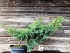 Kadagys žvynuotasis ,Blue Swede' (lot. Juniperus squamata) -c10