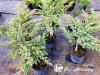 Kadagys žvynuotasis ,Blue Swede' (lot. Juniperus squamata) -c10