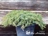 Kadagys paprastasis ,Green Carpet' (lot. Juniperus communis)