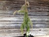 Kadagys paprastasis ,Horstmann' (lot. Juniperus communis)