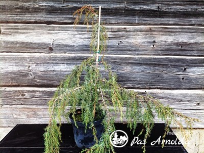 Kadagys paprastasis ,Horstmann' (lot. Juniperus communis)