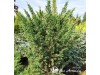 Kadagys kininis ,Blaauw' (lot. Juniperus chinensis)