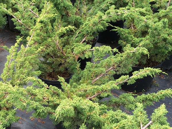 Kadagys kininis ,Blaauw' (lot. Juniperus chinensis) Kadagys kininis ,Blaauw' (lot. Juniperus chinensis)
