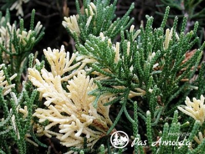 Kadagys kininis ,Expansa Variegata' (lot. Juniperus chinensis)