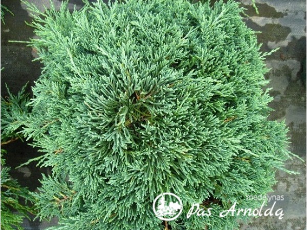 Kadagys padrikasis ,Icee Blue' (lot. Juniperus horizontalis) Kadagys padrikasis ,Icee Blue' (lot. Juniperus horizontalis)