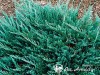 Kadagys padrikasis ,Blue Chip' (lot. Juniperus horizontalis)