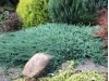 Kadagys padrikasis ,Blue Chip' (lot. Juniperus horizontalis)