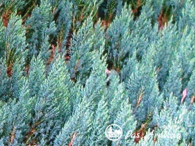 Kadagys padrikasis ,Blue Forest' (lot. Juniperus horizontalis)