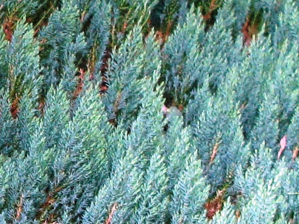 Kadagys padrikasis ,Blue Forest' (lot. Juniperus horizontalis) Kadagys padrikasis ,Blue Forest' (lot. Juniperus horizontalis)