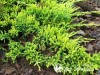 Kadagys padrikasis ,Golden Carpet' (lot. Juniperus horizontalis) Kadagys padrikasis ,Golden Carpet' (lot. Juniperus horizontalis)