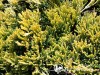 Kadagys padrikasis  ,Golden Carpet' (lot. Juniperus horizontalis)