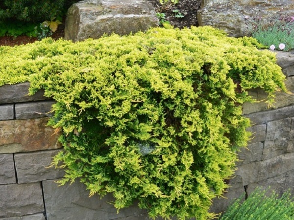 Kadagys padrikasis ,Golden Carpet' (lot. Juniperus horizontalis) Kadagys padrikasis ,Golden Carpet' (lot. Juniperus horizontalis)