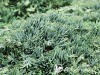 Kadagys padrikasis ,Icee Blue' (lot. Juniperus horizontalis) Kadagys padrikasis ,Icee Blue' (lot. Juniperus horizontalis)