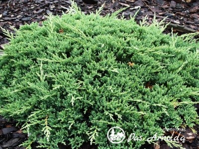 Kadagys padrikasis ,Prince of Wales' (lot. Juniperus horizontalis)