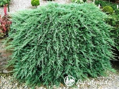 Kadagys padrikasis ,Wiltonii' (lot. Juniperus horizontalis) 