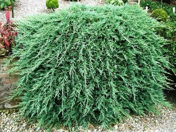 Kadagys padrikasis ,Wiltonii' (lot. Juniperus horizontalis) Kadagys padrikasis ,Wiltonii' (lot. Juniperus horizontalis)