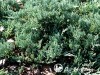 Kadagys padrikasis ,Wiltonii' (lot. Juniperus horizontalis) 