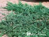 Kadagys padrikasis ,Wiltonii' (lot. Juniperus horizontalis) Kadagys padrikasis ,Wiltonii' (lot. Juniperus horizontalis)