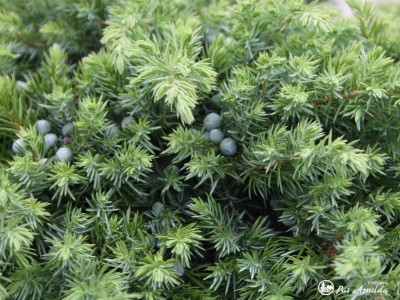 Kadagys pajūrinis ,Schlager' (lot. Juniperus conferta)