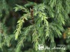 Kadagys paprastasis ,Hibernica' (lot. Juniperus communis)