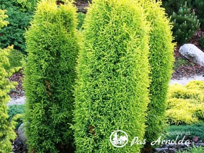 Kadagys paprastasis ,Gold Cone' (lot. Juniperus communis)
