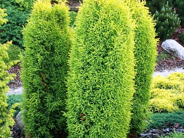Kadagys paprastasis ,Gold Cone' (lot. Juniperus communis) Kadagys paprastasis ,Gold Cone' (lot. Juniperus communis)