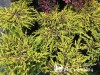 Kadagys paprastasis 'Goldschatz' (lot. Juniperus communis)