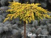 Kadagys paprastasis 'Goldschatz' (lot. Juniperus communis)