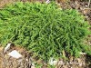 Kadagys paprastasis ,Green Carpet' (lot. Juniperus communis)