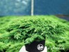 Kadagys paprastasis ,Green Carpet' (lot. Juniperus communis)