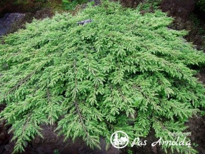 Kadagys paprastasis ,Green Carpet' (lot. Juniperus communis)