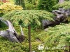 Kadagys paprastasis ,Green Carpet' (lot. Juniperus communis)