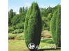Kadagys paprastasis ,Hibernica' (lot. Juniperus communis)