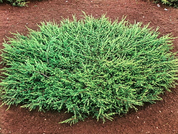Kadagys paprastasis ,Repanda' (lot. Juniperus communis) Kadagys paprastasis ,Repanda' (lot. Juniperus communis)