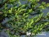 Kadagys paprastasis ,Repanda' (lot. Juniperus communis) Kadagys paprastasis ,Repanda' (lot. Juniperus communis)