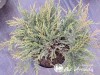 Kadagys paprastasis ,Repanda' (lot. Juniperus communis)