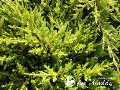 Kadagys tarpinis ,Mordigan Gold' (lot. Juniperus x pfitzeriana)