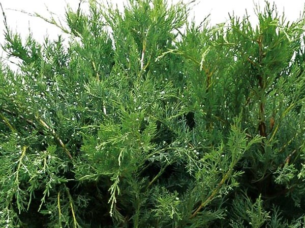 Kadagys tarpinis ,Pfitzeriana Glauca' (lot. Juniperus x pfitzeriana) Kadagys tarpinis ,Pfitzeriana Glauca' (lot. Juniperus x pfitzeriana)